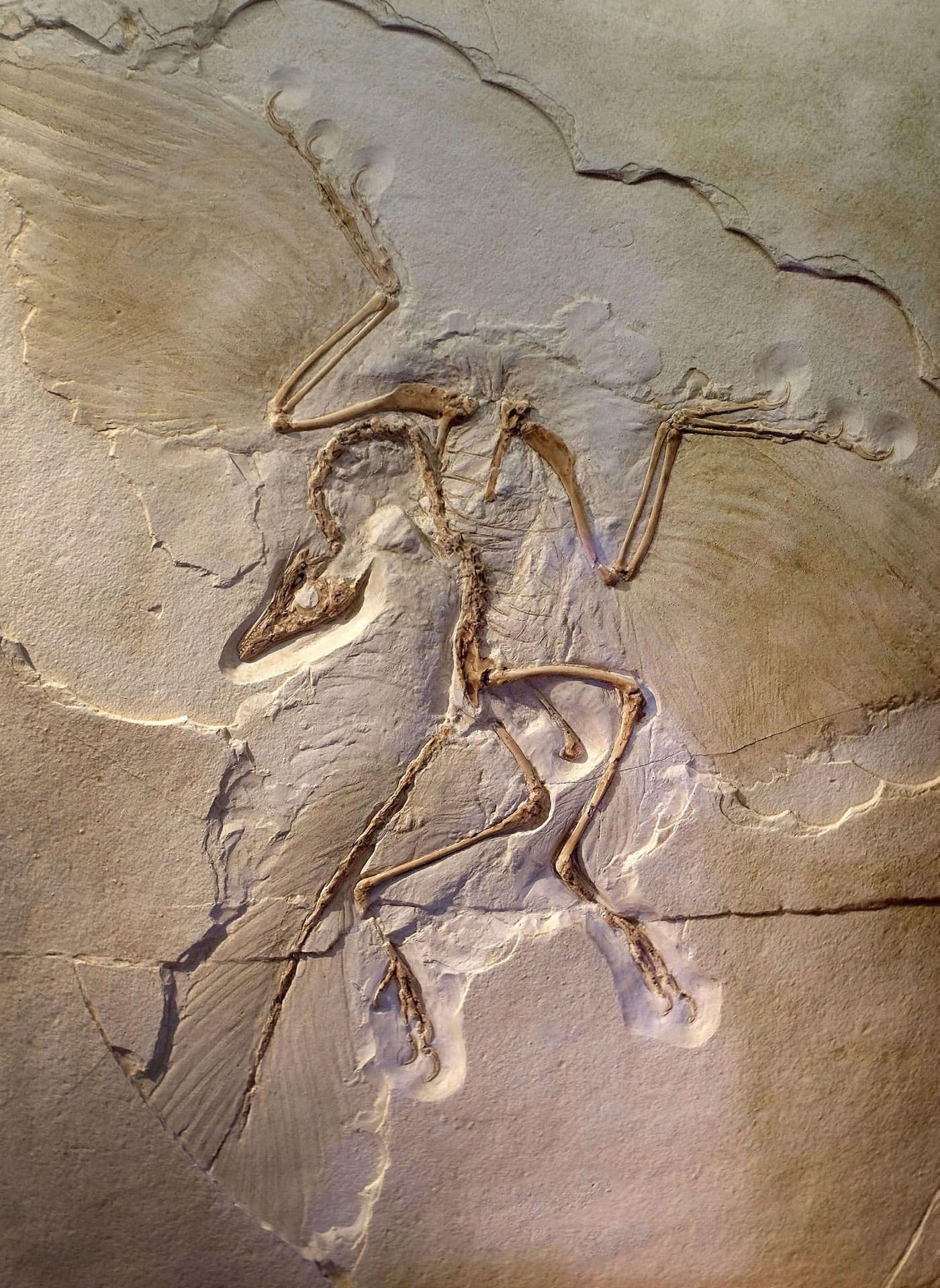 Fósil de Archaeopteryx — la imagen con la que Index abre el capítulo sobre evolución organizacional
